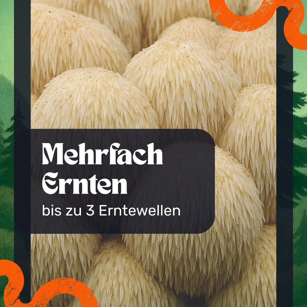 Igelstachelbart Pilzzuchtset – Bis zu drei Erntewellen