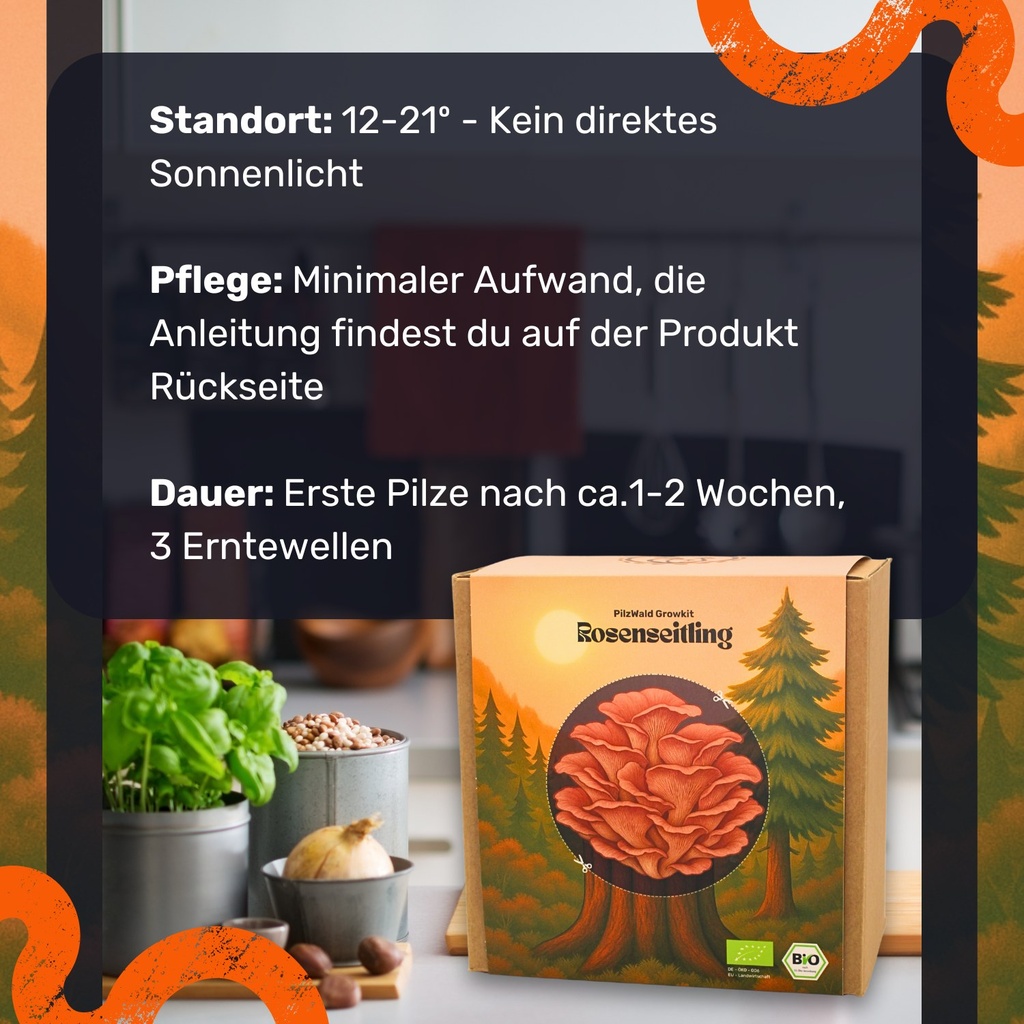 Rosenseitling Pilzzuchtset – Standort und Pflege