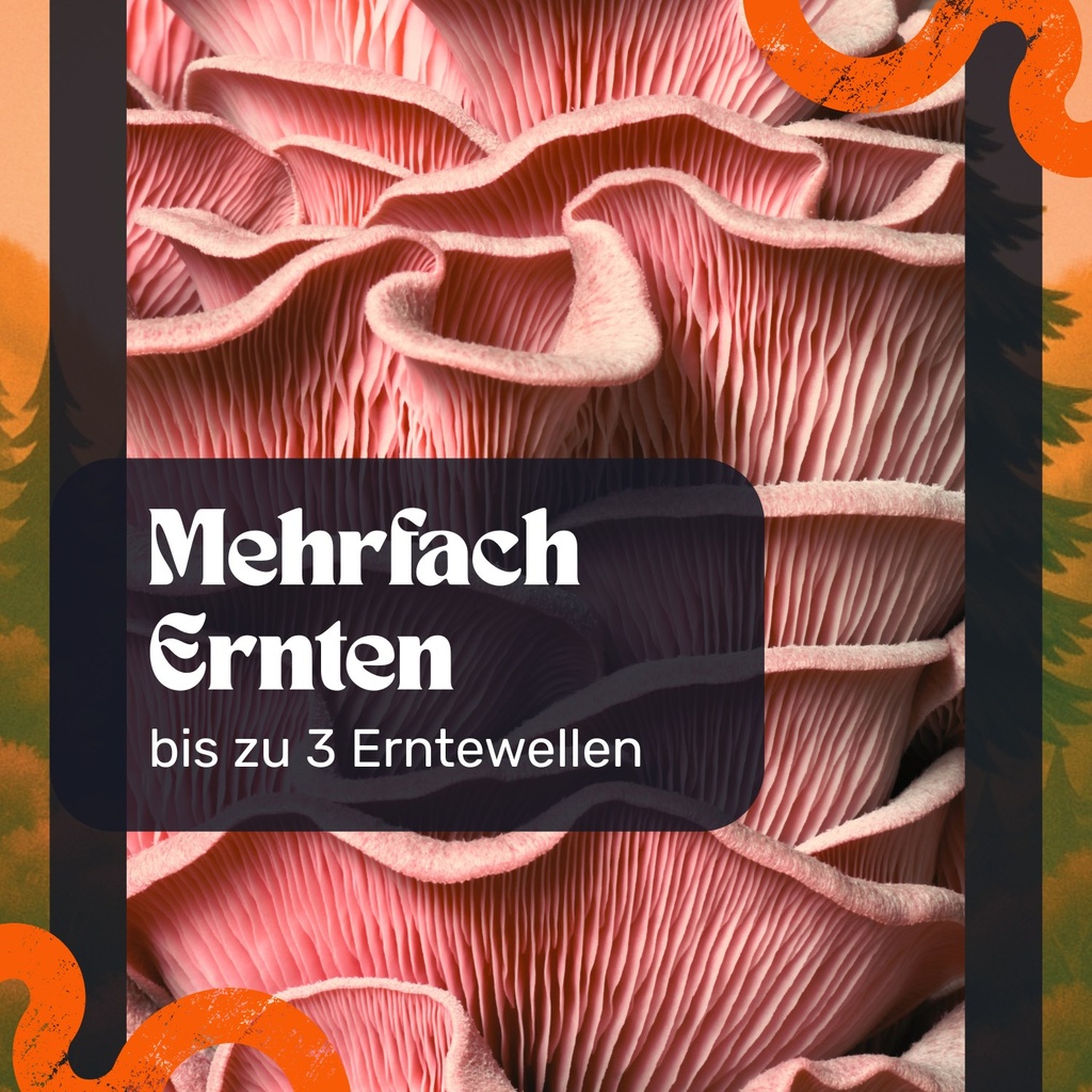 Rosenseitling Pilzzuchtset – Bis zu drei Erntewellen