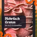 Rosenseitling Pilzzuchtset – Bis zu drei Erntewellen