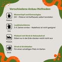 Pilzdübel Austernpilz – Anbau-Methoden