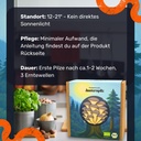 Austernpilz Pilzzuchtset – Standort und Pflege