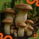 Pilzdübel Kräuterseitling – Die Sorte in der Natur