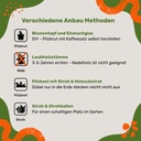 Pilzdübel Kräuterseitling – Anbau-Methoden
