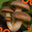 Pilzdübel Shiitake – Die Sorte in der Natur