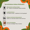 Pilzdübel Shiitake – Anbau-Methoden