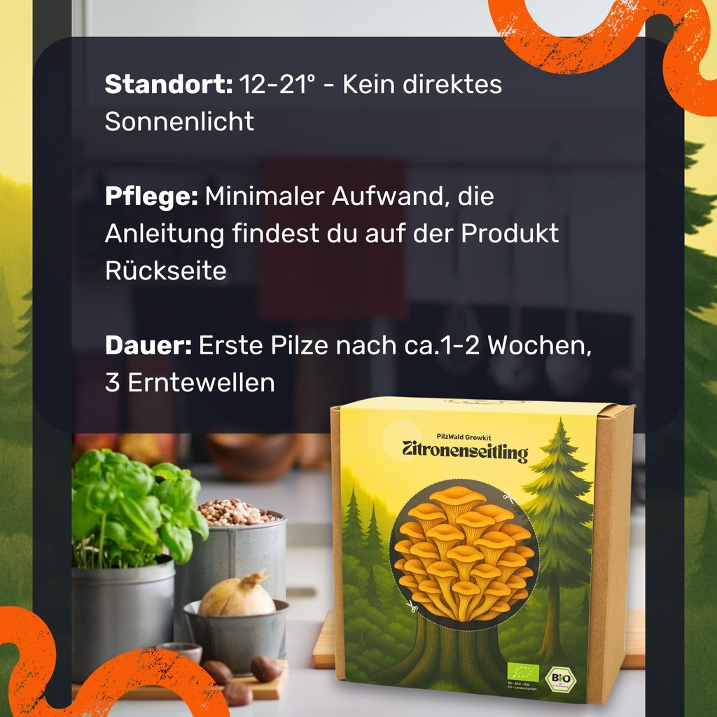 Zitronenseitling Pilzzuchtset – Standort und Pflege