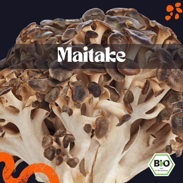 [ART-PL-FP-MAI] Maitake frisch – Bio