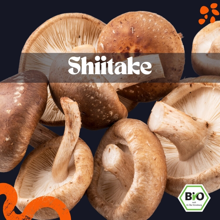 [ART-PL-FP-SHI] Shiitake frisch – Bio