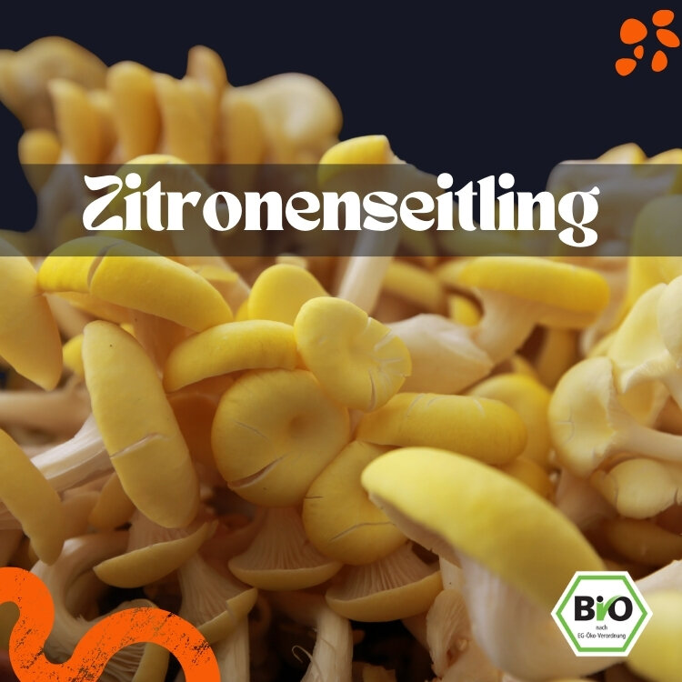 [ART-PL-FP-ZIT] Zitronenseitling frisch – Bio