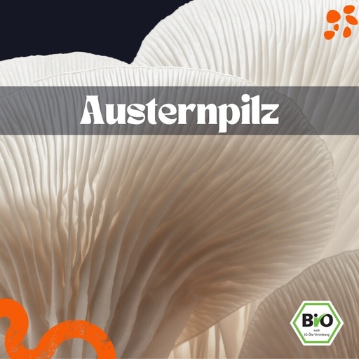 Austernpilz frisch – Bio
