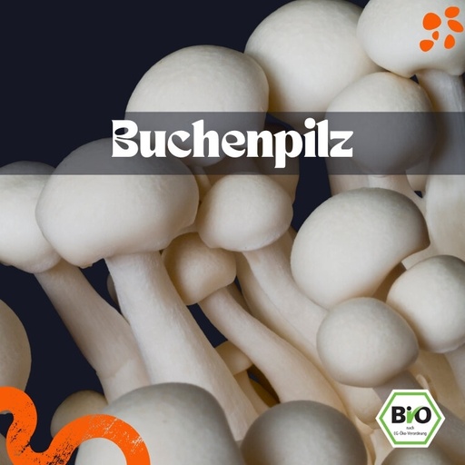 Buchenpilz frisch – Bio
