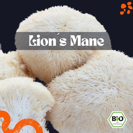 Igelstachelbart (Lion's Mane) frisch – Bio